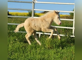 IJslander, Merrie, Veulen (04/2026), 138 cm, Falbe