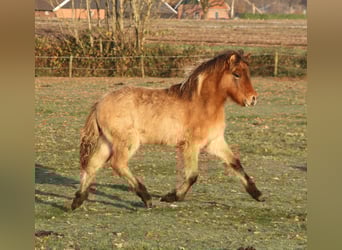 IJslander, Merrie, veulen (07/2023), 138 cm, Roan-Bay