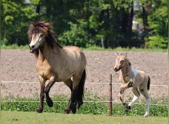 IJslander, Merrie, veulen (05/2023), 140 cm, Gevlekt-paard