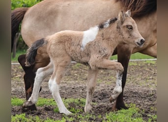 IJslander, Merrie, veulen (05/2023), 140 cm, Gevlekt-paard