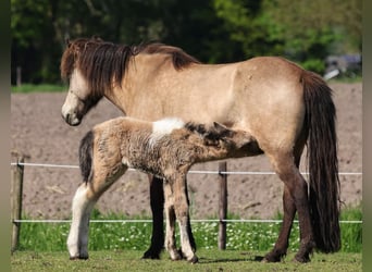 IJslander, Merrie, veulen (05/2023), 140 cm, Gevlekt-paard