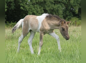 IJslander, Merrie, Veulen (06/2025), 140 cm, Gevlekt-paard