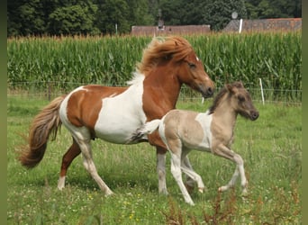 IJslander, Merrie, Veulen (06/2025), 140 cm, Gevlekt-paard