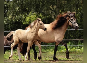 IJslander, Merrie, veulen (05/2023), 140 cm, Gevlekt-paard