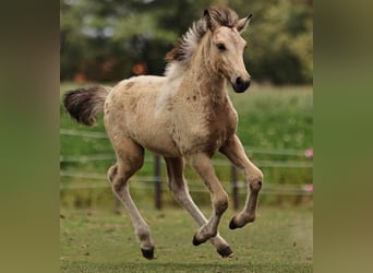 IJslander, Merrie, veulen (05/2023), 140 cm, Gevlekt-paard