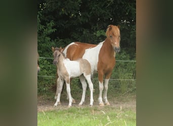 IJslander, Merrie, Veulen (06/2025), 140 cm, Gevlekt-paard
