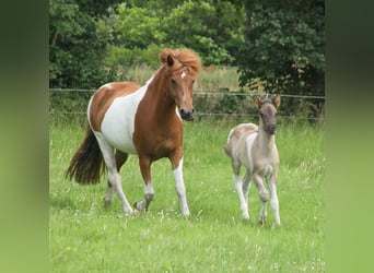 IJslander, Merrie, Veulen (06/2025), 140 cm, Gevlekt-paard