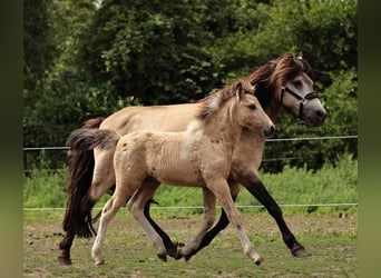 IJslander, Merrie, veulen (05/2023), 140 cm, Gevlekt-paard