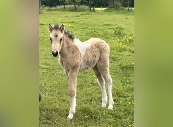 IJslander, Merrie, veulen (05/2023), 140 cm, Gevlekt-paard