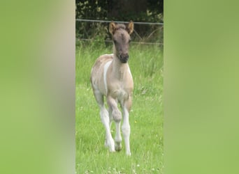 IJslander, Merrie, Veulen (06/2025), 140 cm, Gevlekt-paard