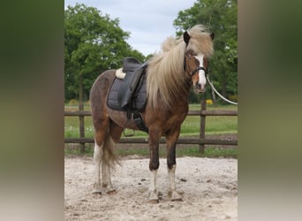 IJslander, Merrie, Veulen (05/2025), 140 cm, Gevlekt-paard
