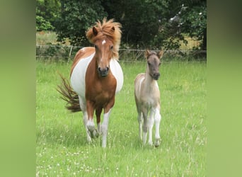 IJslander, Merrie, Veulen (06/2025), 140 cm, Gevlekt-paard