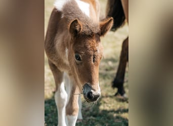 IJslander, Merrie, Veulen (05/2025), 141 cm, Gevlekt-paard