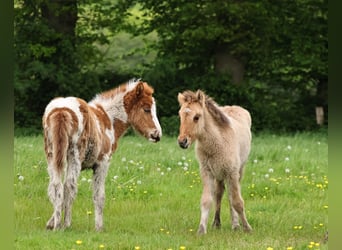 IJslander, Merrie, veulen (04/2024), 145 cm, Gevlekt-paard