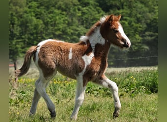 IJslander, Merrie, veulen (04/2024), 145 cm, Gevlekt-paard