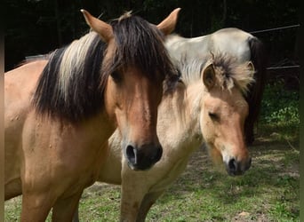 IJslander, Merrie, Veulen (01/2025), 145 cm, Palomino