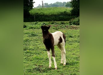 IJslander, Merrie, Veulen (04/2026), Tobiano-alle-kleuren