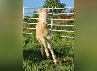 IJslander, Merrie, Veulen (04/2026), Wit