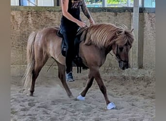 IJslander, Ruin, 10 Jaar, 137 cm, Falbe