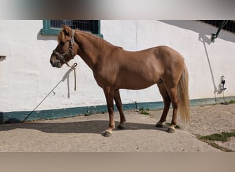 IJslander, Ruin, 10 Jaar, 137 cm, Falbe