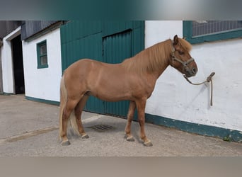 IJslander, Ruin, 10 Jaar, 137 cm, Falbe