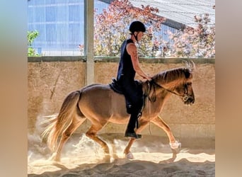IJslander, Ruin, 10 Jaar, 137 cm, Falbe