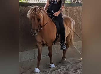 IJslander, Ruin, 10 Jaar, 137 cm, Falbe