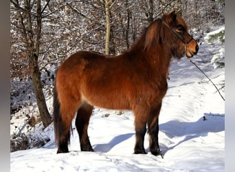 IJslander, Ruin, 10 Jaar, 138 cm, Bruin