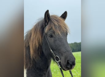 IJslander, Ruin, 10 Jaar, 138 cm, Gevlekt-paard