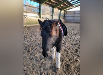 IJslander, Ruin, 10 Jaar, 138 cm, Gevlekt-paard
