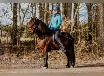 IJslander, Ruin, 10 Jaar, 140 cm, Bruin