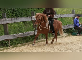 IJslander, Ruin, 10 Jaar, 141 cm, Vos