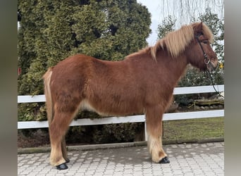 IJslander, Ruin, 11 Jaar, 139 cm, Vos