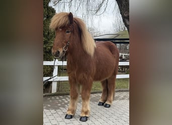 IJslander, Ruin, 11 Jaar, 139 cm, Vos