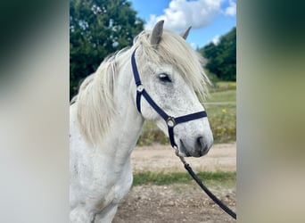 IJslander, Ruin, 11 Jaar, 140 cm, Schimmel