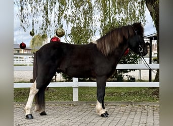 IJslander, Ruin, 11 Jaar, 141 cm, Gevlekt-paard