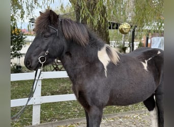 IJslander, Ruin, 11 Jaar, 141 cm, Gevlekt-paard