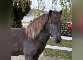 IJslander, Ruin, 11 Jaar, 141 cm, Gevlekt-paard