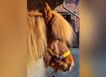 IJslander, Ruin, 11 Jaar, 143 cm, Donkere-vos