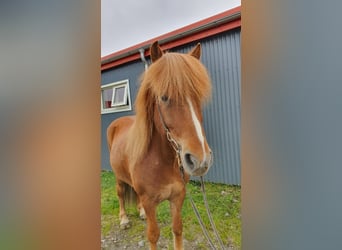 IJslander, Ruin, 11 Jaar, 145 cm, Vos