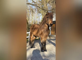 IJslander, Ruin, 11 Jaar, 146 cm, Bruin