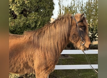 IJslander, Ruin, 11 Jaar, 146 cm, Bruin