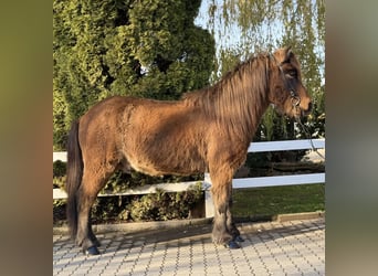 IJslander, Ruin, 11 Jaar, 146 cm, Bruin
