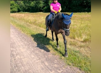 IJslander Mix, Ruin, 11 Jaar, 151 cm, Zwart