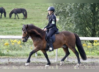 IJslander, Ruin, 12 Jaar, 135 cm, Bruin