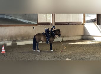 IJslander, Ruin, 12 Jaar, 135 cm, Bruin