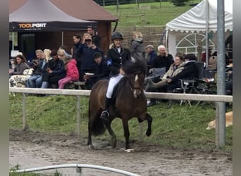 IJslander, Ruin, 12 Jaar, 135 cm, Bruin