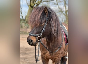 IJslander, Ruin, 12 Jaar, 138 cm, Bruin