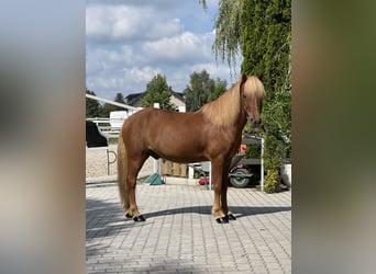 IJslander, Ruin, 12 Jaar, 139 cm, Donkere-vos