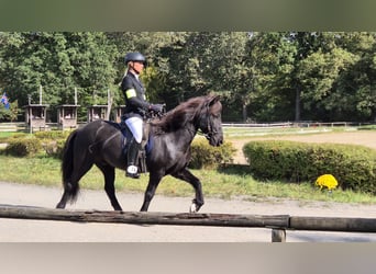 IJslander, Ruin, 12 Jaar, 140 cm, Zwart